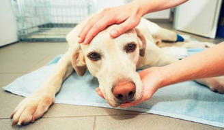 Síntomas de la anestesia en perros