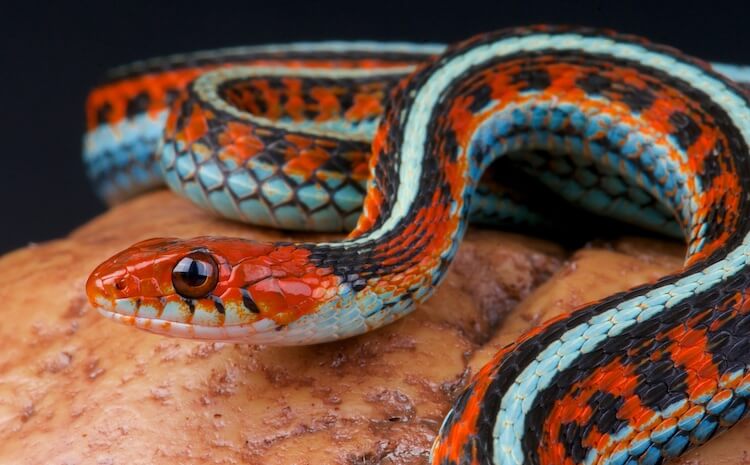 Primer plano de la liga de San Francisco sobre fondo negro.