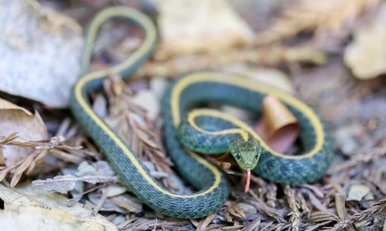 Lirio de Santa Cruz acurrucado en el suelo de un bosque