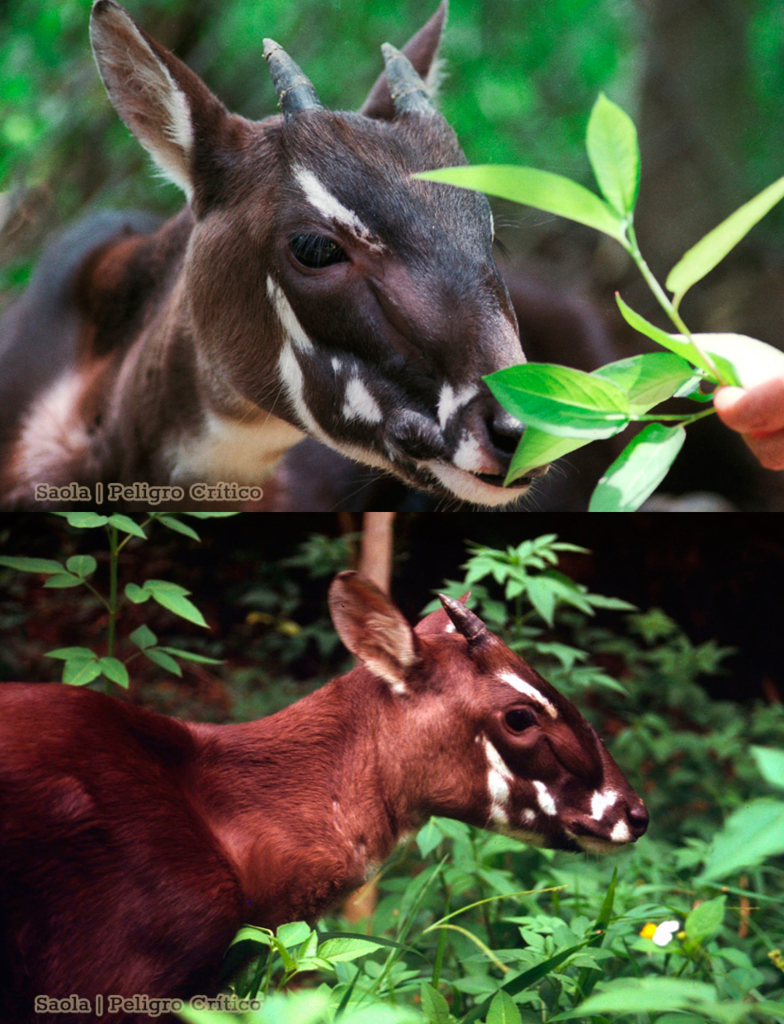 Saola (Pseudoryx nghetinhensis)