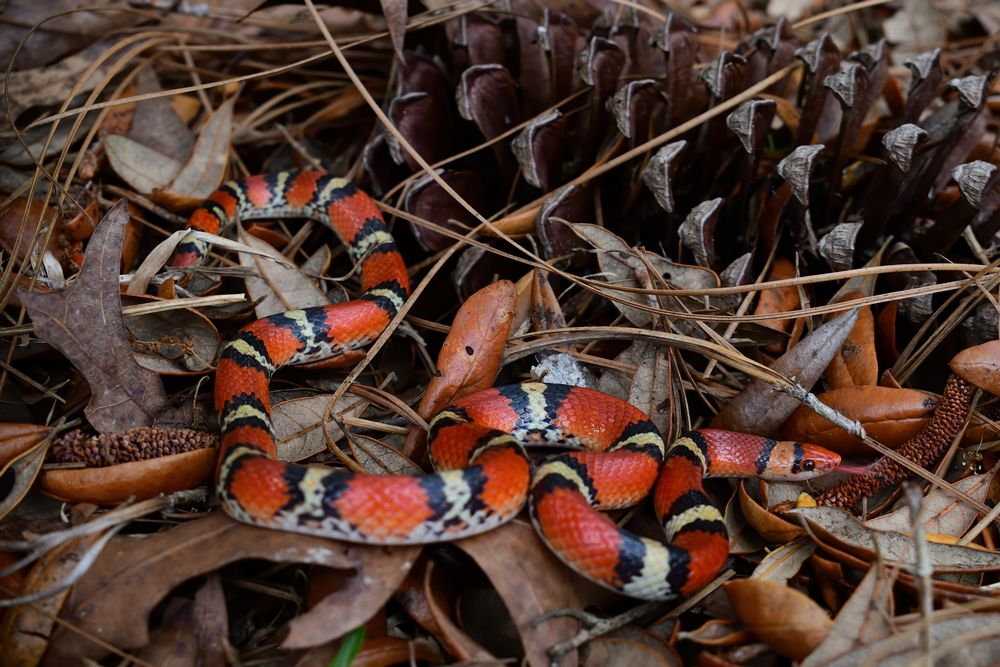 Serpiente escarlata del norte