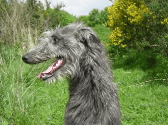 Scottish Deerhound