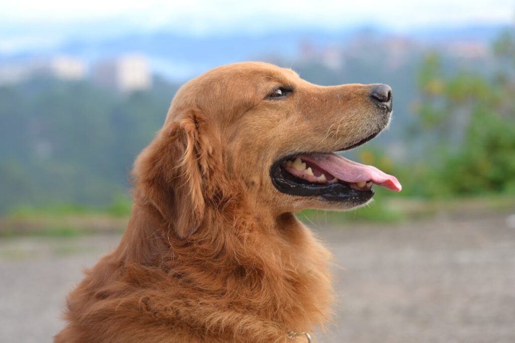 Seguro de perros en línea