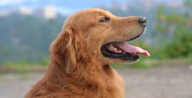 Seguro de perros en línea