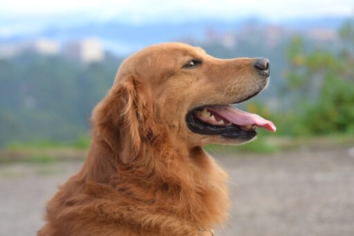 Seguro de perros en línea