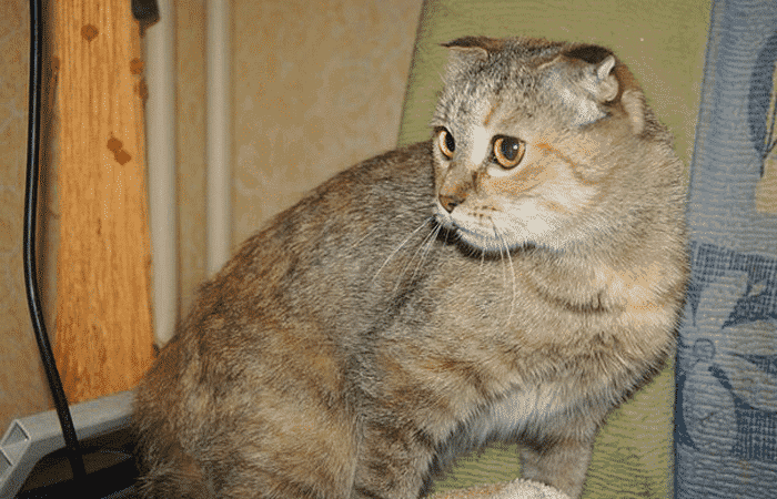 Siberia de orejas caídas