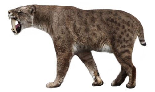 Smilodon gracialis