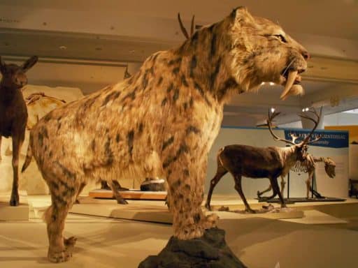 Smilodon populator