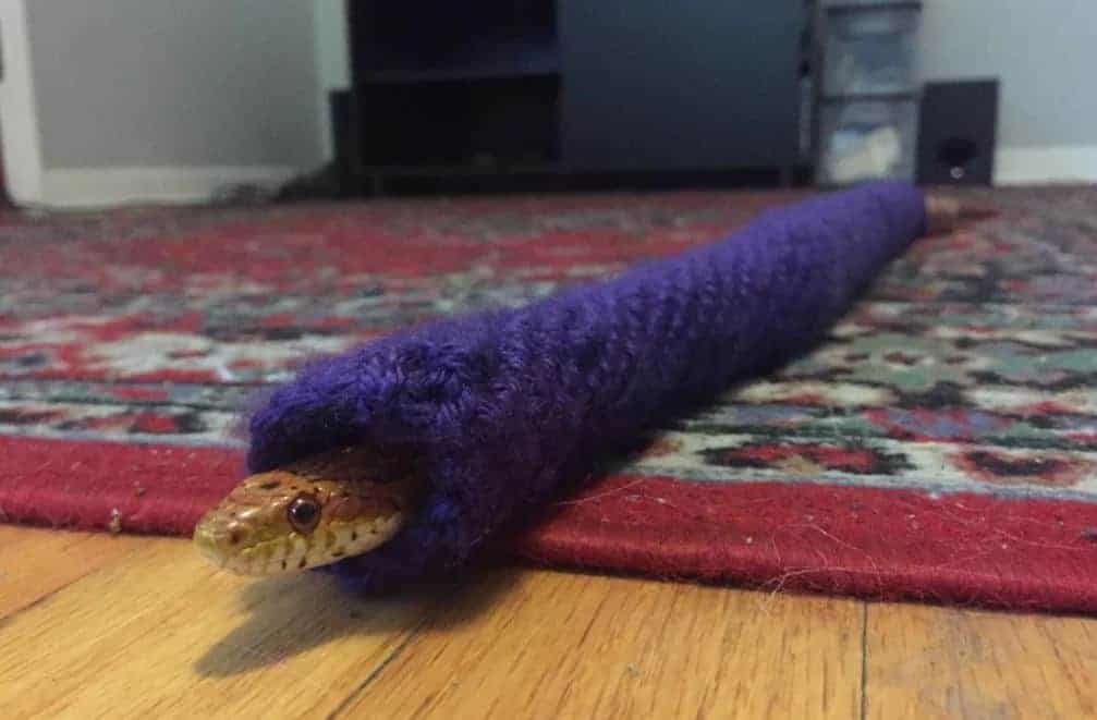 linda serpiente en suéter púrpura hecho en casa