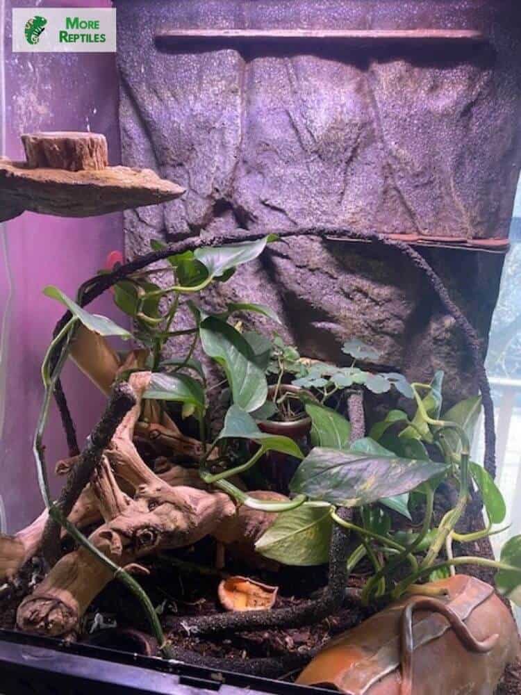 Jaula de Spencer con madera de deriva, vid, plantas de Pothos y pieles