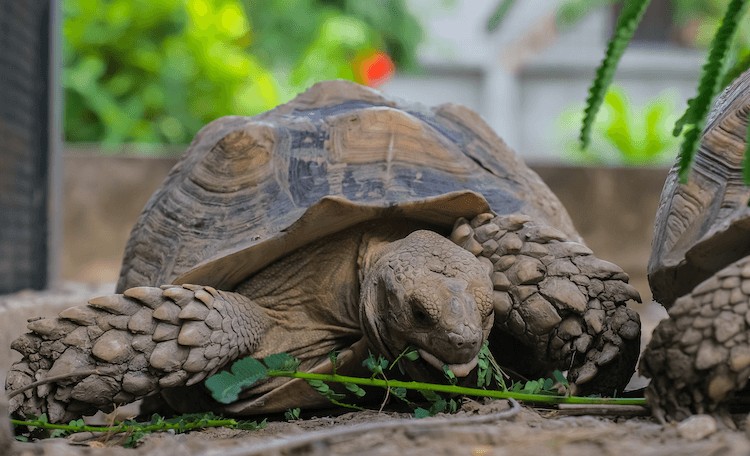 Sulcata