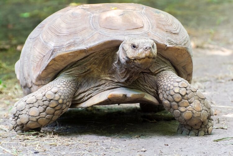 Sulcata
