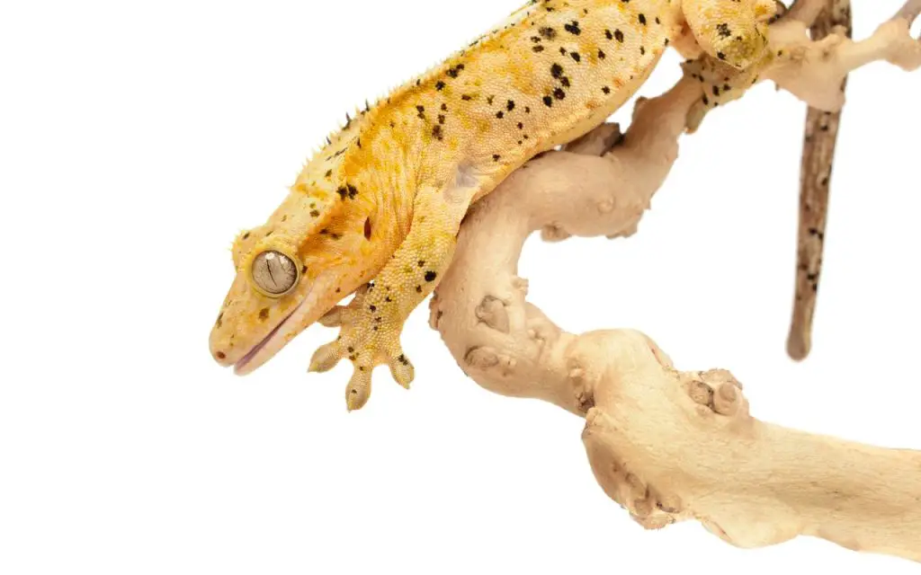 Cuidado del geco crestado