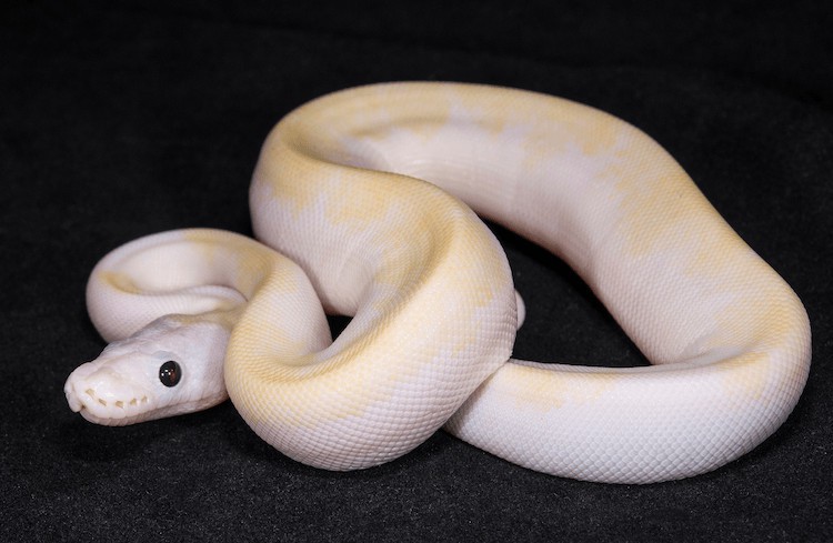 Super Fire Ball Python