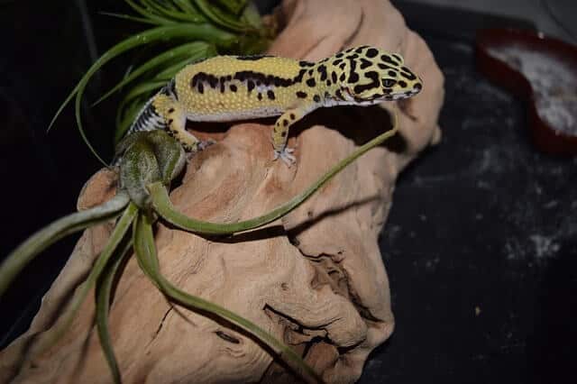 Temperamento del gecko leopardo