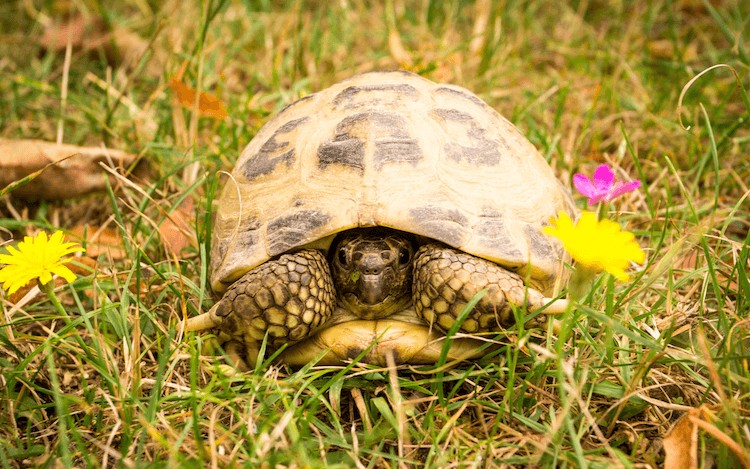 Testudo horsfieldii