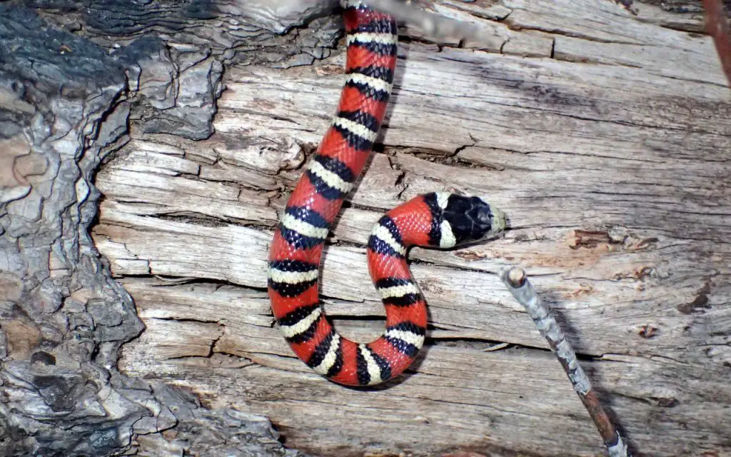 Cuidados de la Kingsnake de montaña de Arizona