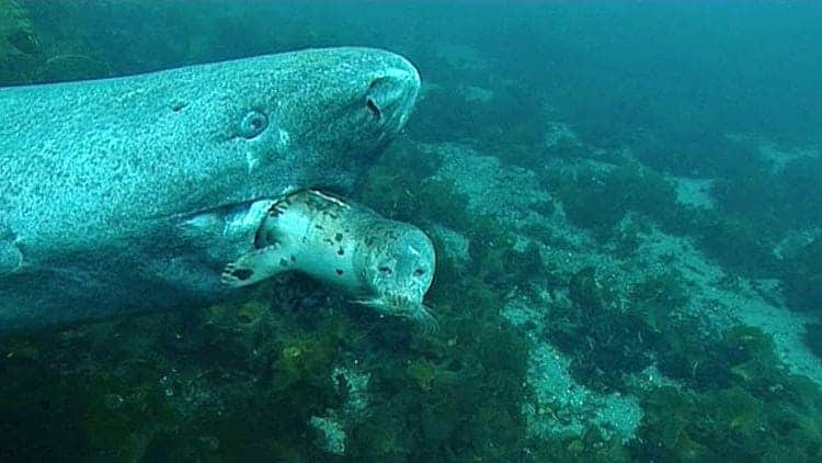 Tiburón de Groenlandia comiendo una presa