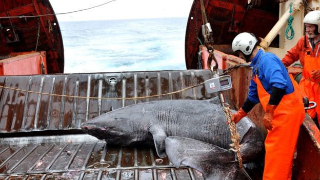 Tiburón de Groenlandia en peligro de extinción