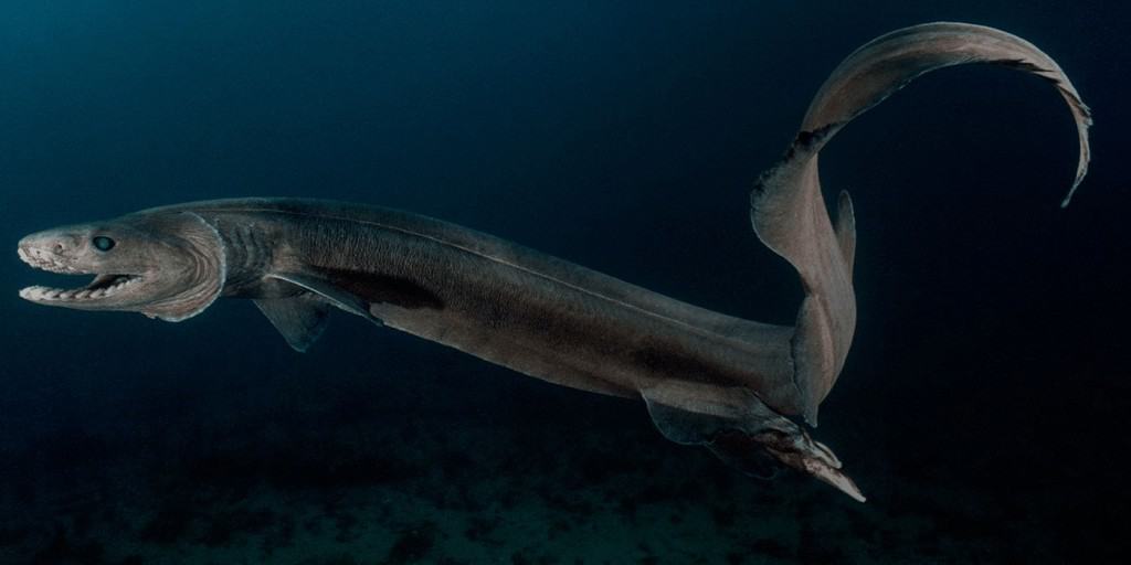 Tiburón Anguila → Raro y Desconocido 【 Información y Fotos 】2026