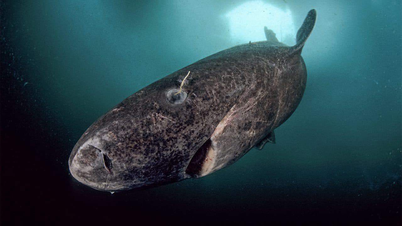 Tiburones de Groenlandia