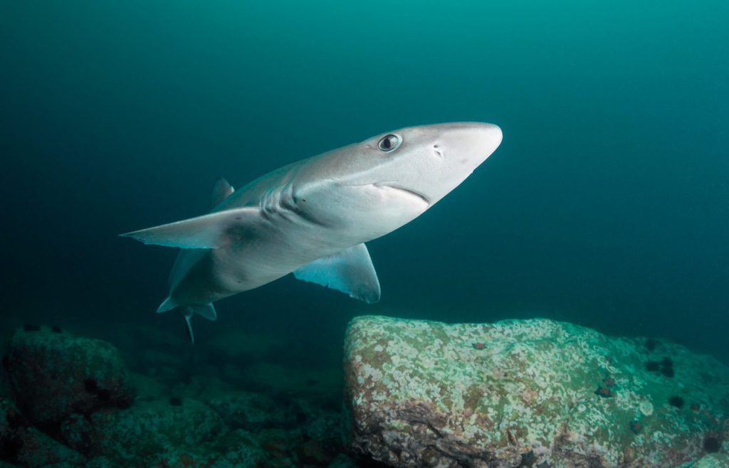 Tiburón Mielga