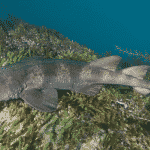 Tiburón ciego azulado