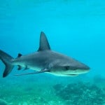 Tiburón de Galápagos