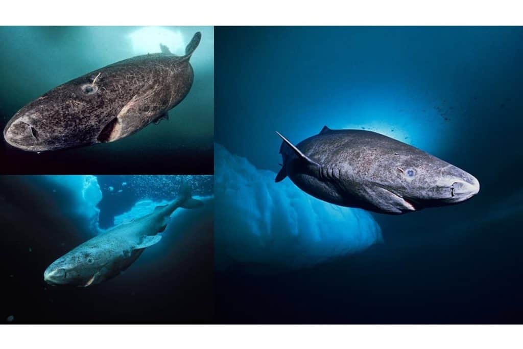 Tiburón de Groenlandia más antiguo 512 años