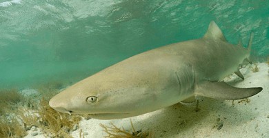 Tiburón limon