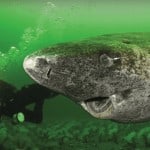 Tiburón mas antiguo del planeta Tierra