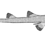 Tiburón pintarroja colilarga birmana