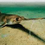 Tiburón sierra trompudo