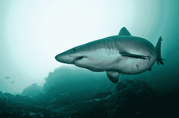 Tiburón tigre de arena