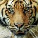 Tigres Bengalas