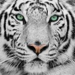 Tigres Blancos