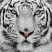 Tigres Blancos