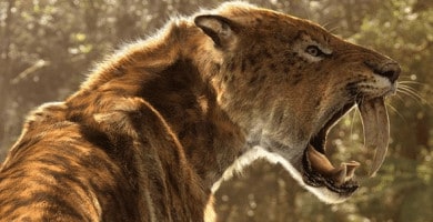 Tigres dientes de sable