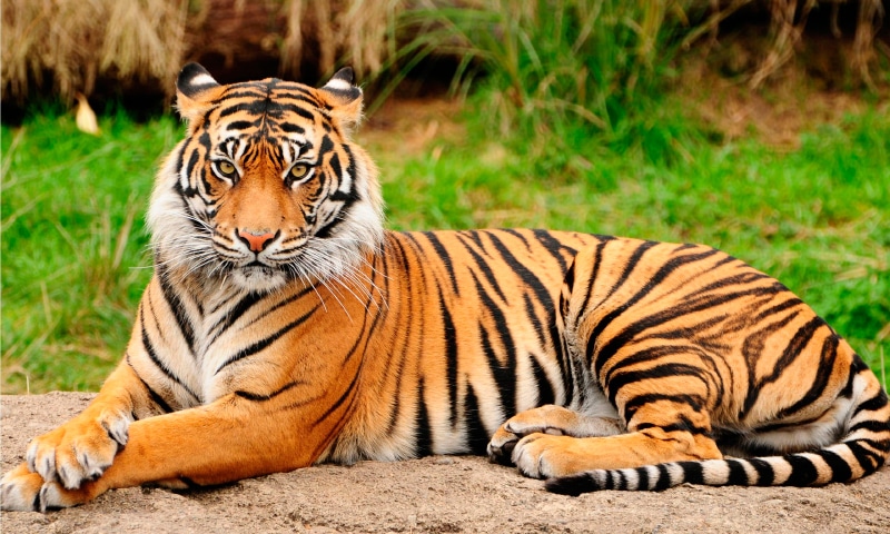 Tigres