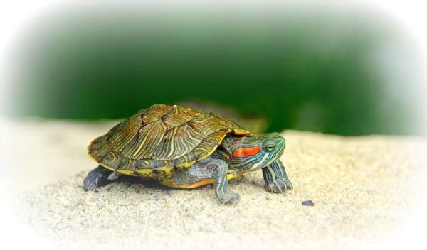 Tortugas Acuáticas