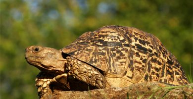 Tortugas leopardo