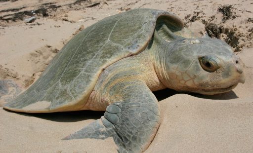 Tortugas loras