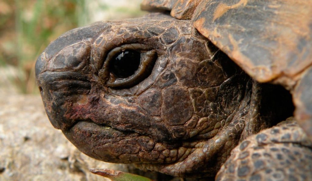 Tortugas moras
