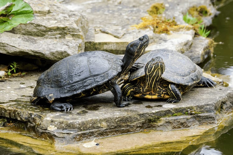 Trachemys scripta elegans