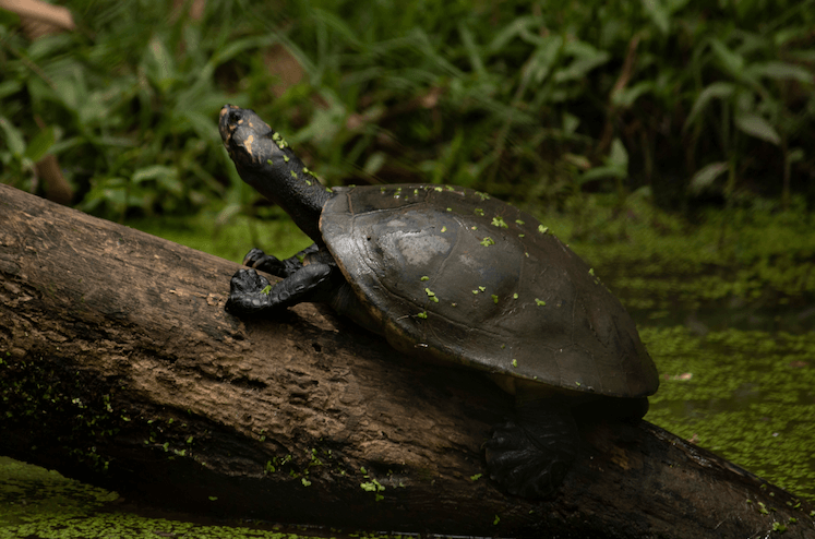 Caparazón de tortuga