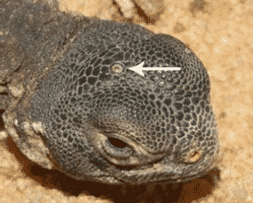 Tuátara 3 ojos