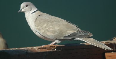 Tórtola doméstica