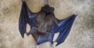 Un murciélago escondido en la funda de un iPad muerde a un hombre y lo contagia de rabia