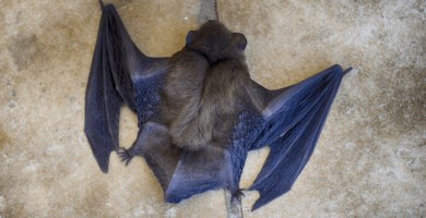 Un murciélago escondido en la funda de un iPad muerde a un hombre y lo contagia de rabia