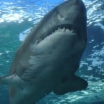 Un tiburón acecha a una nadadora en Florida